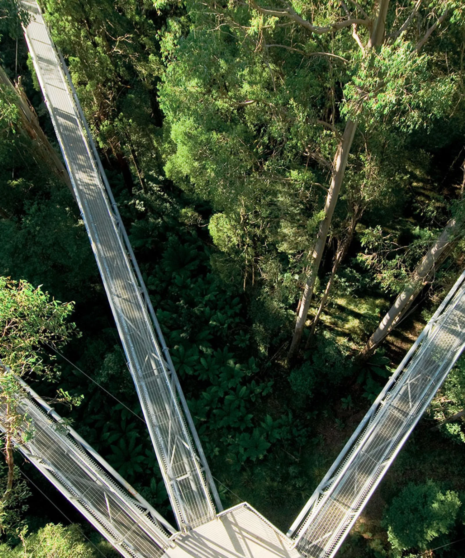 This visual represents the concept of GreenCoding through an aerial view of three elevated walkways converging in a dense forest canopy. The image symbolises the three interconnected pillars of GreenCoding, emphasizing sustainability, efficiency, and innovation in software development practices. The green forest background reinforces the environmental focus of GreenCoding initiatives.
