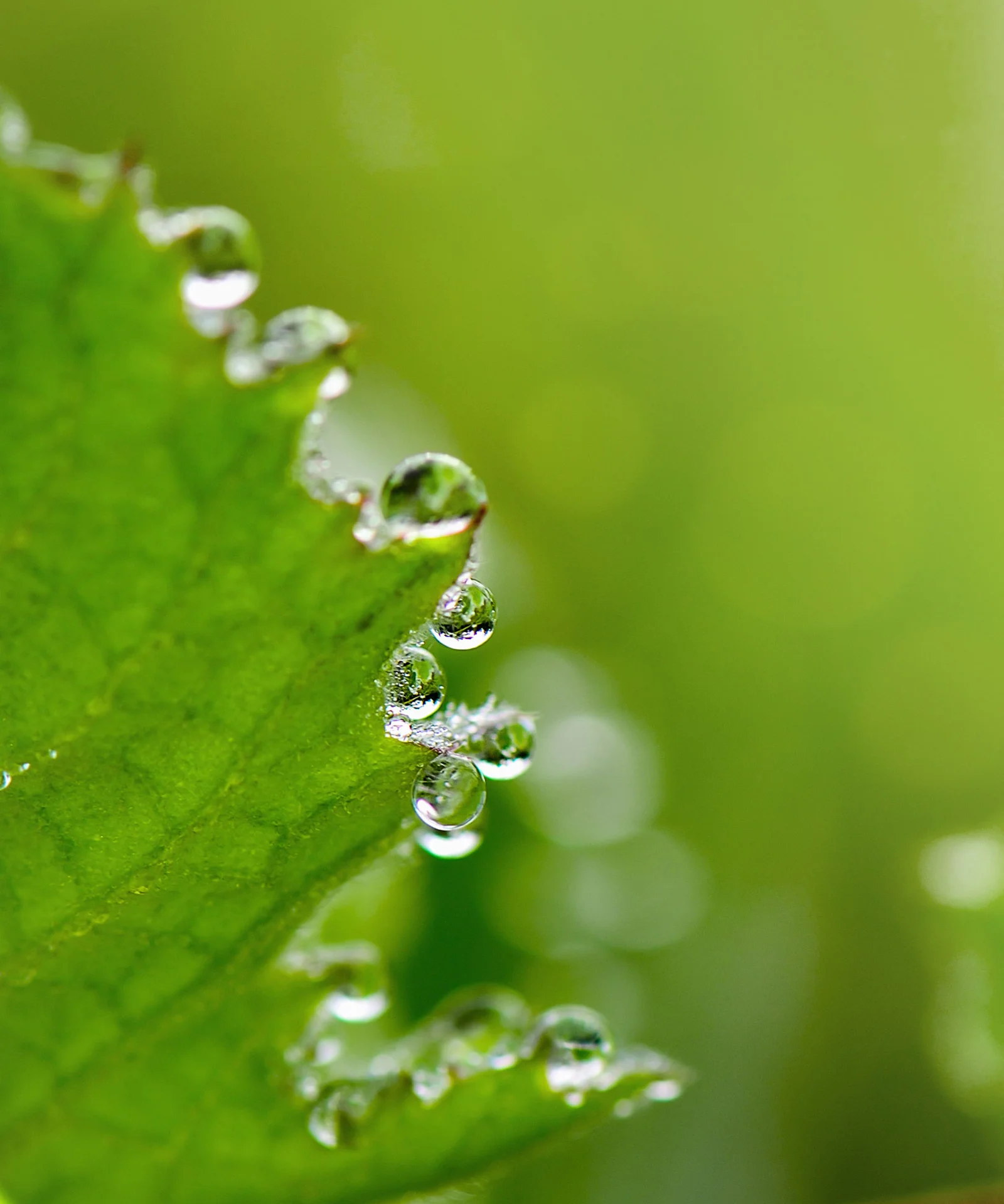 The image presents a close-up view of several water droplets delicately clinging to the edge of a green leaf. The droplets are crystal clear, reflecting light and creating a sense of freshness and purity. The vibrant green background is softly blurred, drawing attention to the intricate details of the droplets and the leaf&#039;s texture. This photograph captures the essence of nature&#039;s beauty and resilience, making it an ideal visual metaphor for green bonds, sustainability initiatives, and environmentally conscious investments. It emphasizes the importance of preserving and nurturing our natural resources for a sustainable future.