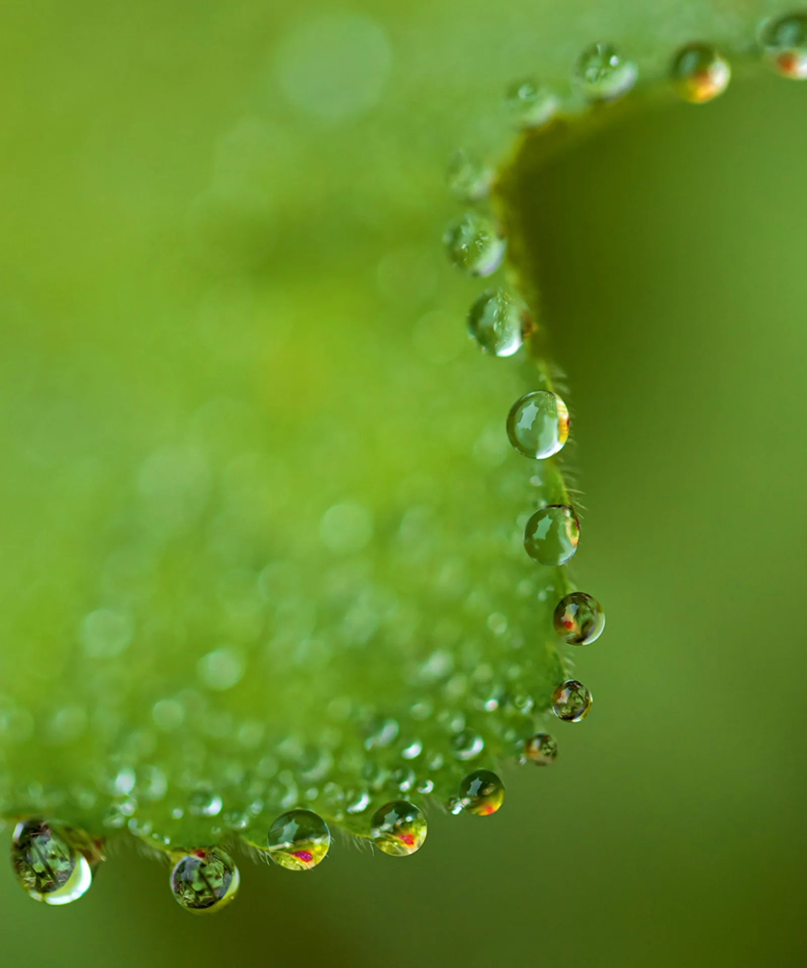 Close-up of dew drops on a green leaf, symbolising the purity, growth, and environmental focus of green bonds management.