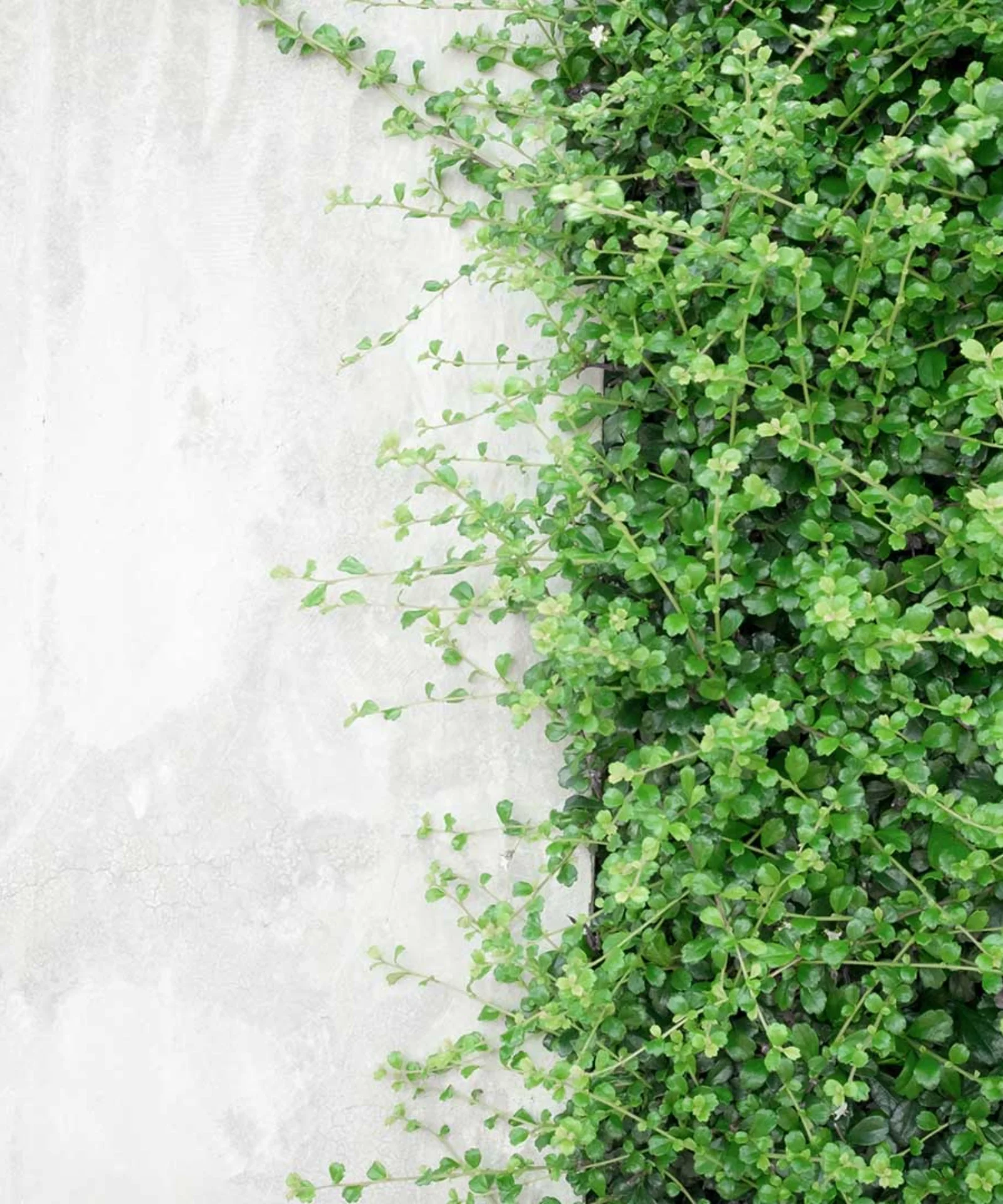 Green ivy growing on a concrete wall gft-image-sustainability-01.jpg
