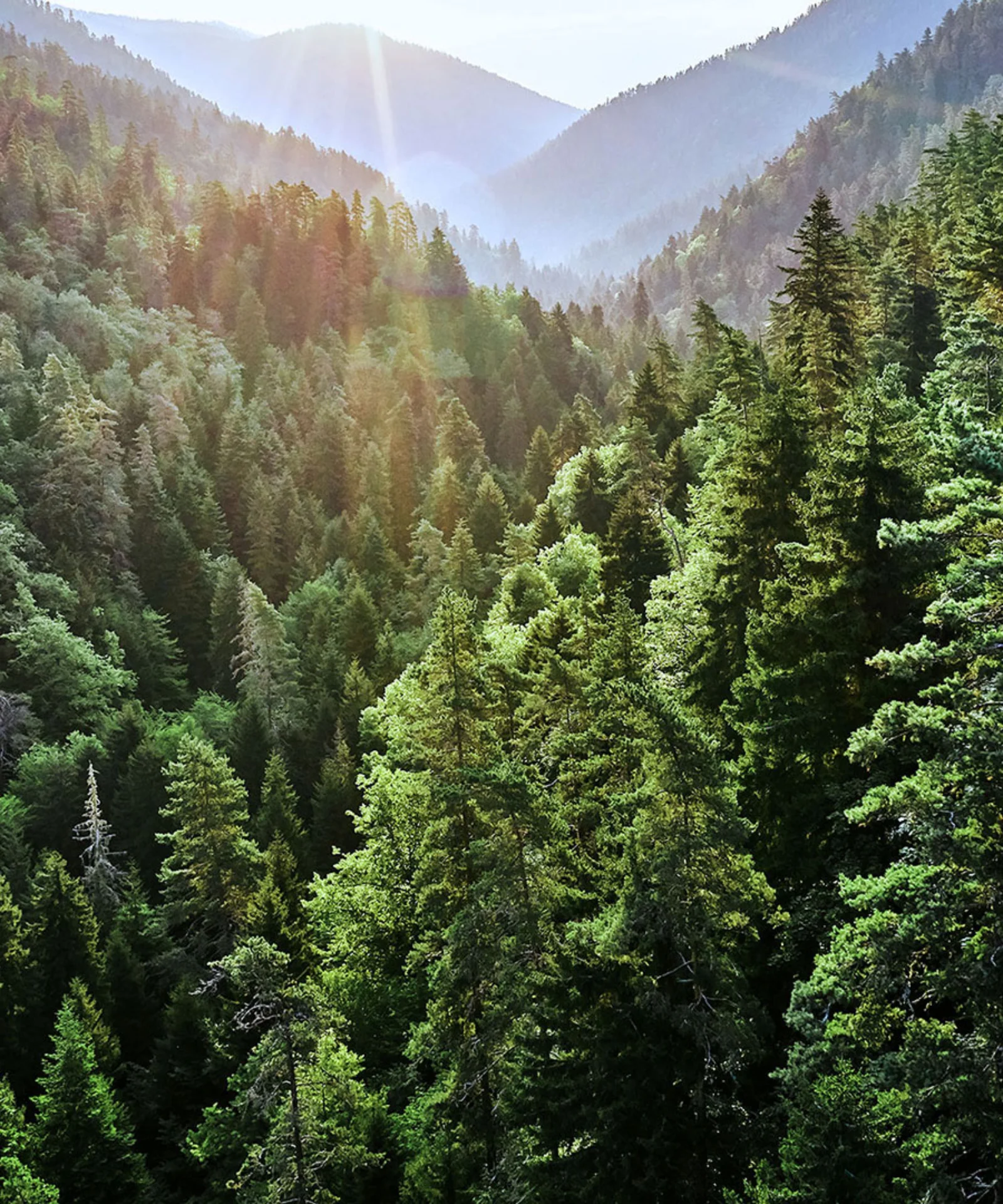 A lush, green forest with sunlight streaming through the trees, symbolizing GFT&#039;s dedication to sustainability and environmental stewardship.