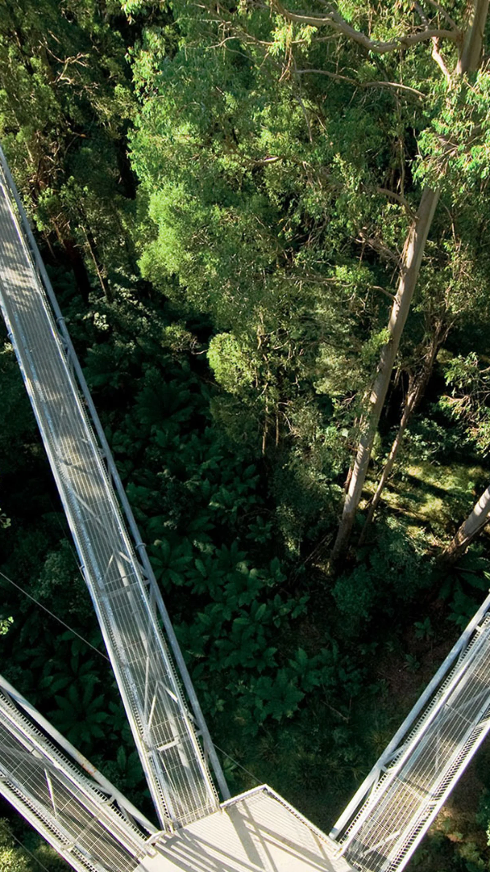 Aerial view of three elevated walkways converging in a lush, green forest canopy, symbolising the interconnected principles of GreenCoding.