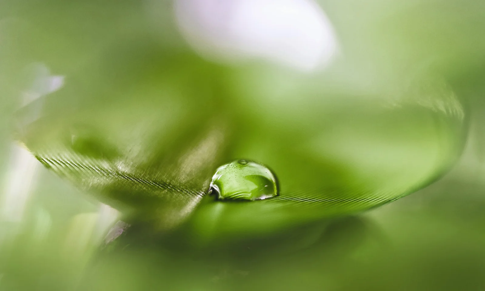 The image showcases a macro photograph of a single water droplet delicately balanced on a green leaf. The vibrant green background provides a serene and natural setting, highlighting the purity and freshness of nature. The water droplet reflects the surrounding environment, symbolizing sustainability, growth, and a strong connection to the natural world. This image is perfect for illustrating concepts related to green bonds, environmental responsibility, and sustainable finance, emphasizing the importance of eco-friendly investments and initiatives.