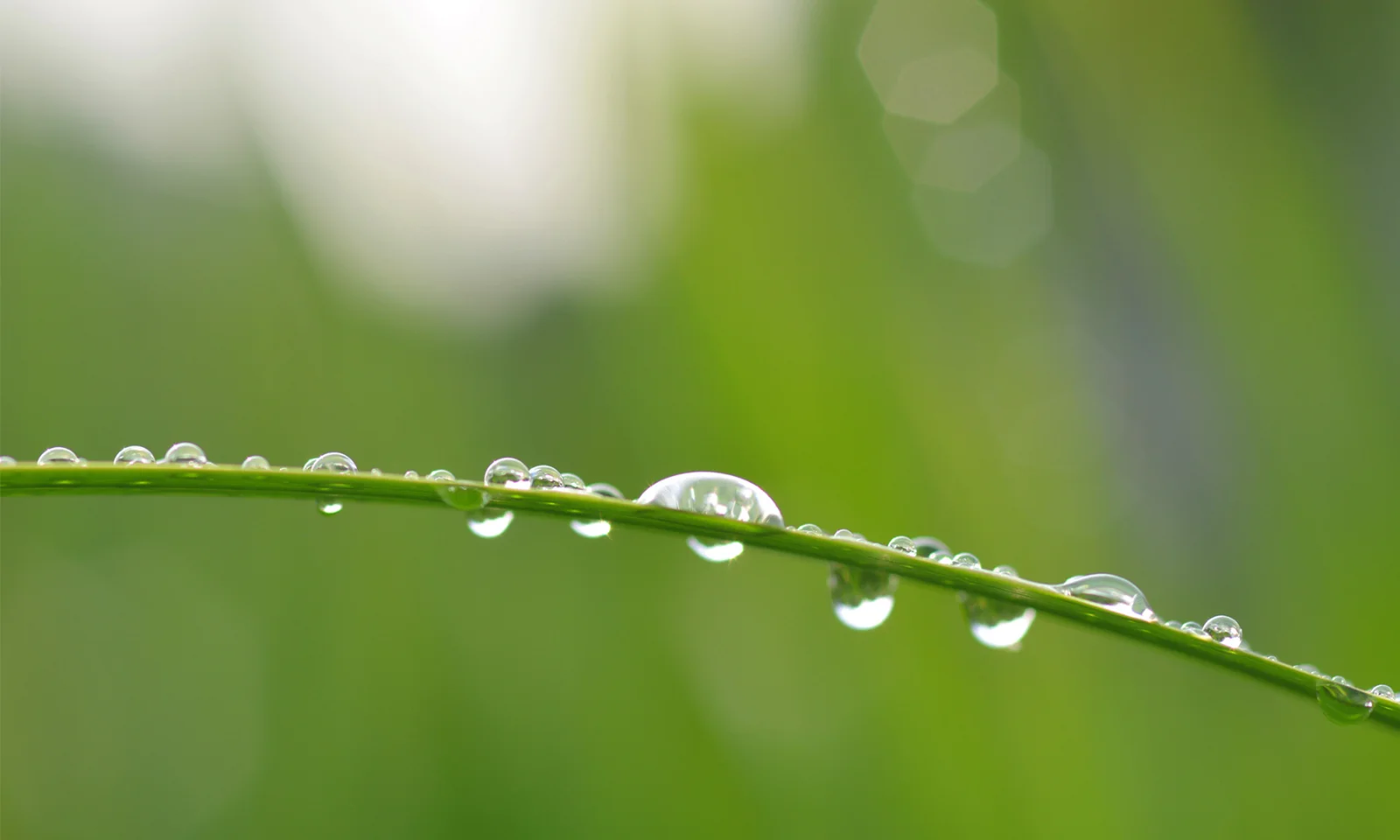 The image features a close-up view of dew drops delicately resting on a blade of grass against a lush green, blurred background. This serene and natural scene symbolizes growth, sustainability, and the nurturing aspects of environmental initiatives. The simplicity and clarity of the image make it an ideal visual representation for a blog discussing the external factors and benefits of green bonds, particularly in the context of OMFIF (Official Monetary and Financial Institutions Forum) and sustainable finance.