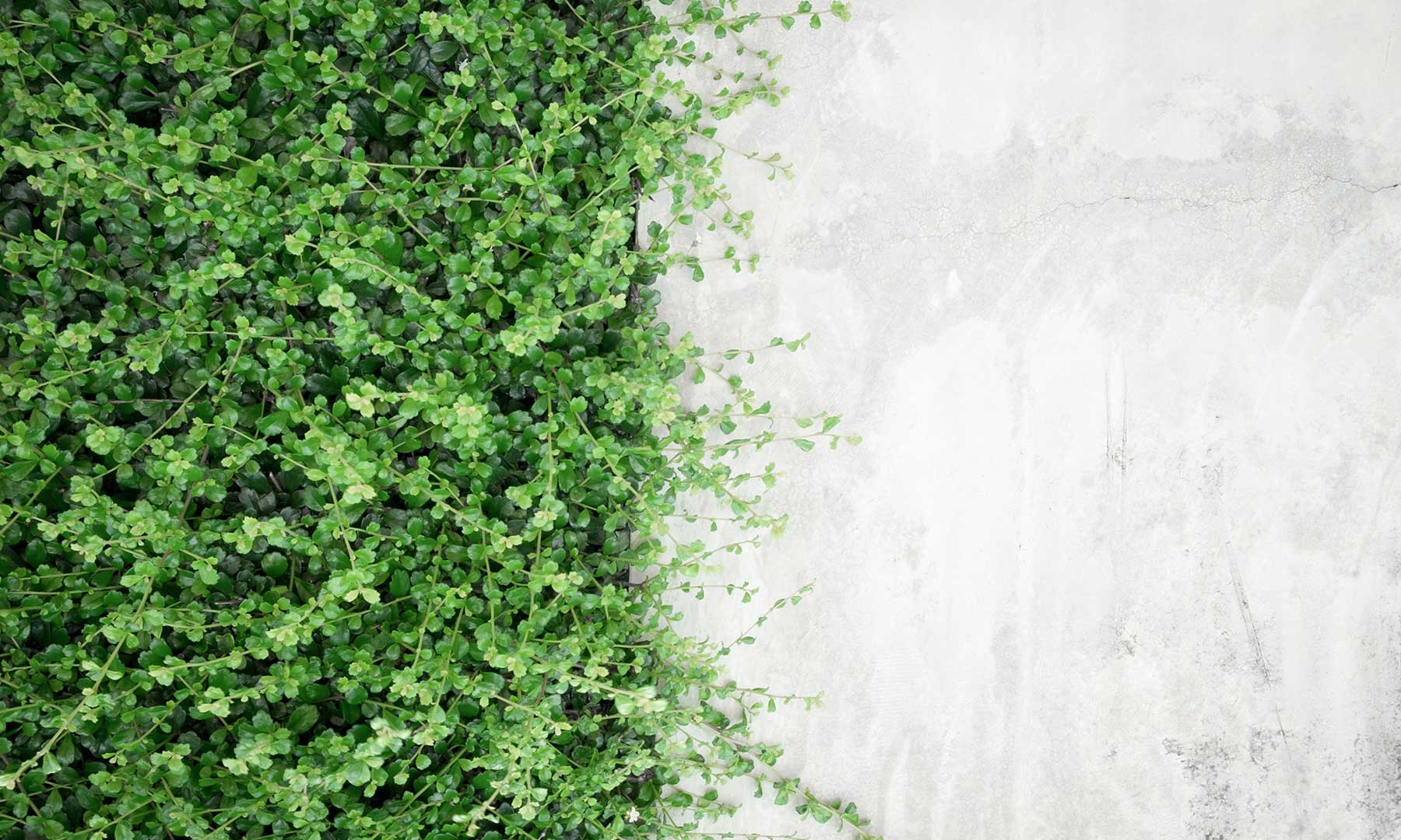 Green ivy growing on a concrete wall gft-image-sustainability-04.jpg