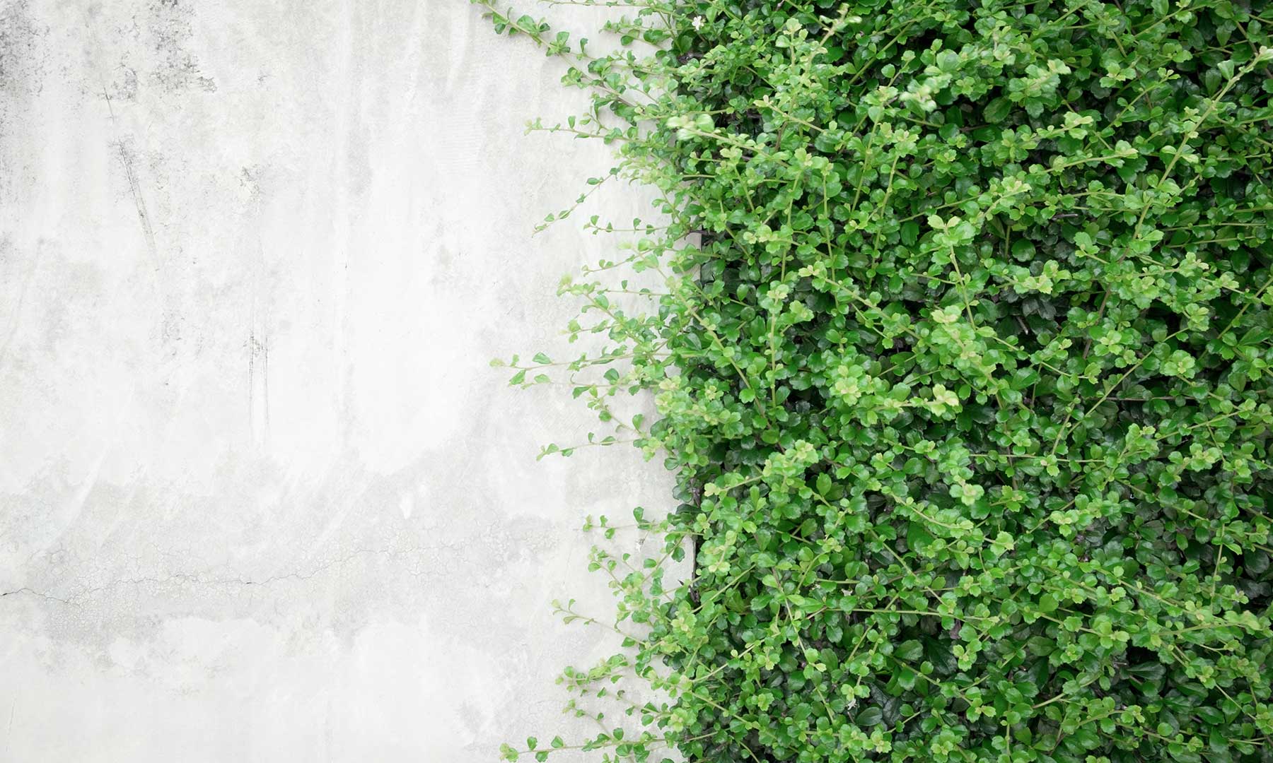 Green ivy growing on a concrete wall gft-image-sustainability-01.jpg